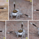 The M. albus has some sick dance moves. Image: Jürgen Otto